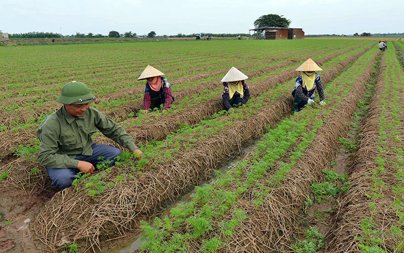 Phỏng vấn  thứ trưởng Bộ Nông nghiệp Phát triển Nông thôn Nguyễn Hoàng Hiệp về công tác chỉ đạo hướng đến vụ đông xuân 2021 thắng lợi ( 29/01/2021)

